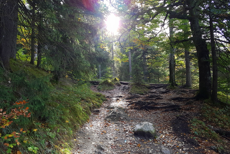 Trailrunning Wald